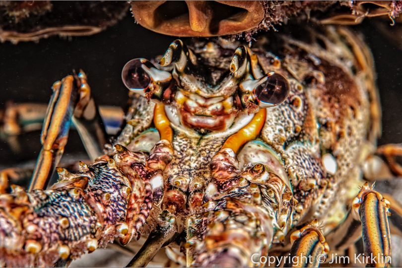 Lobster Face